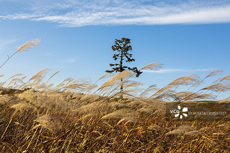 韩国清州Jungbukdong堡垒中的银色草地图片素材