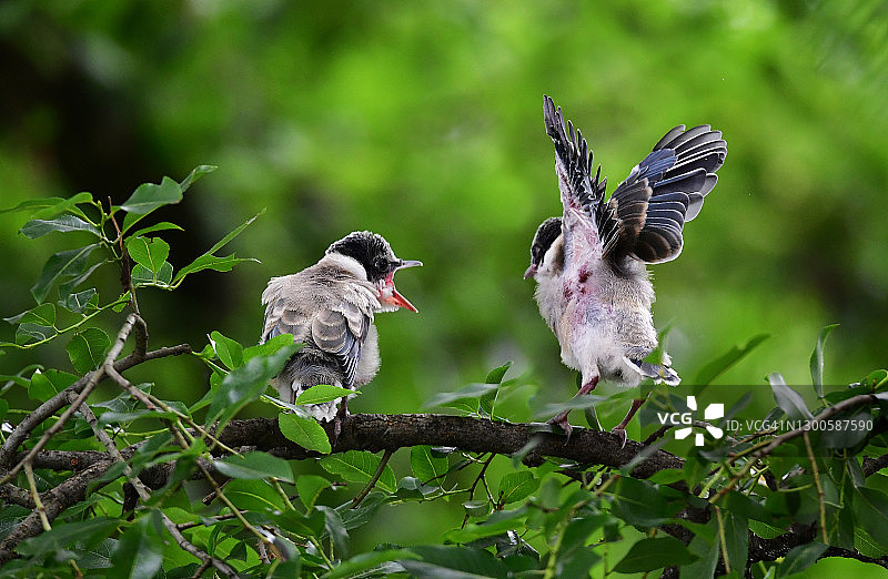 黑啄木鸟喂养幼鸟图片素材