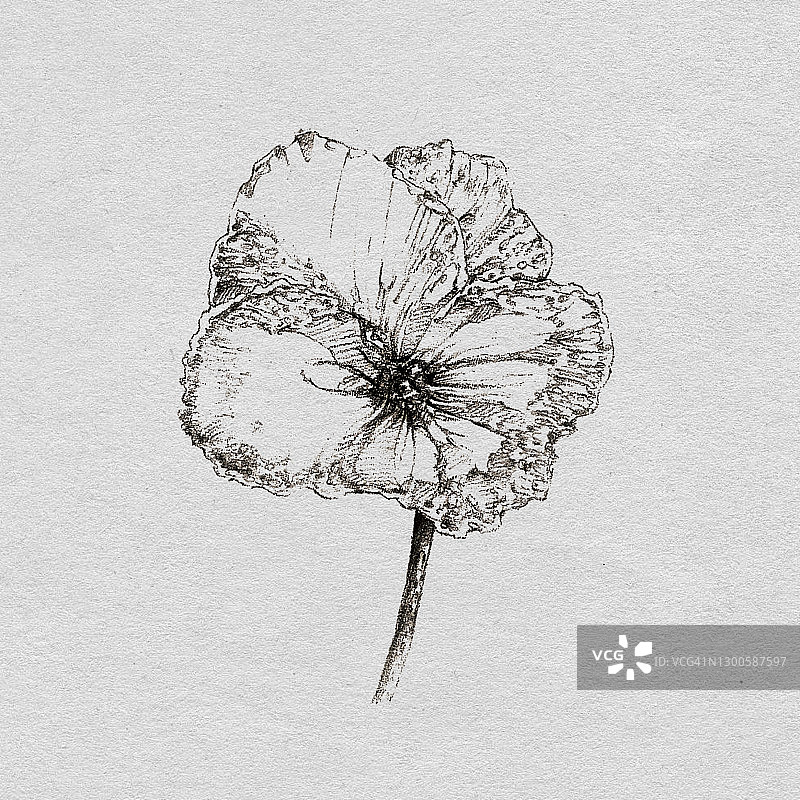 花朵绘画图片素材