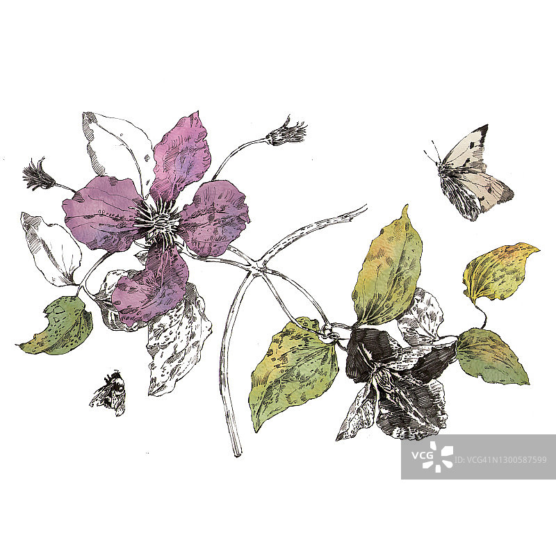 花朵绘画图片素材