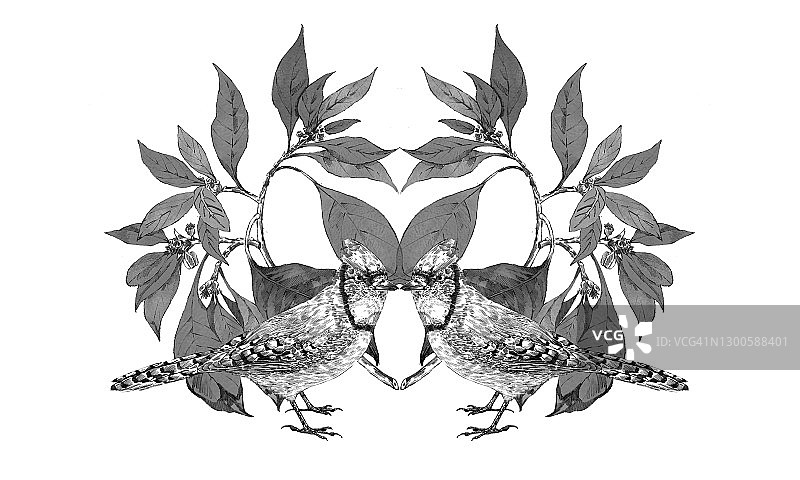 鸟类插画图片素材