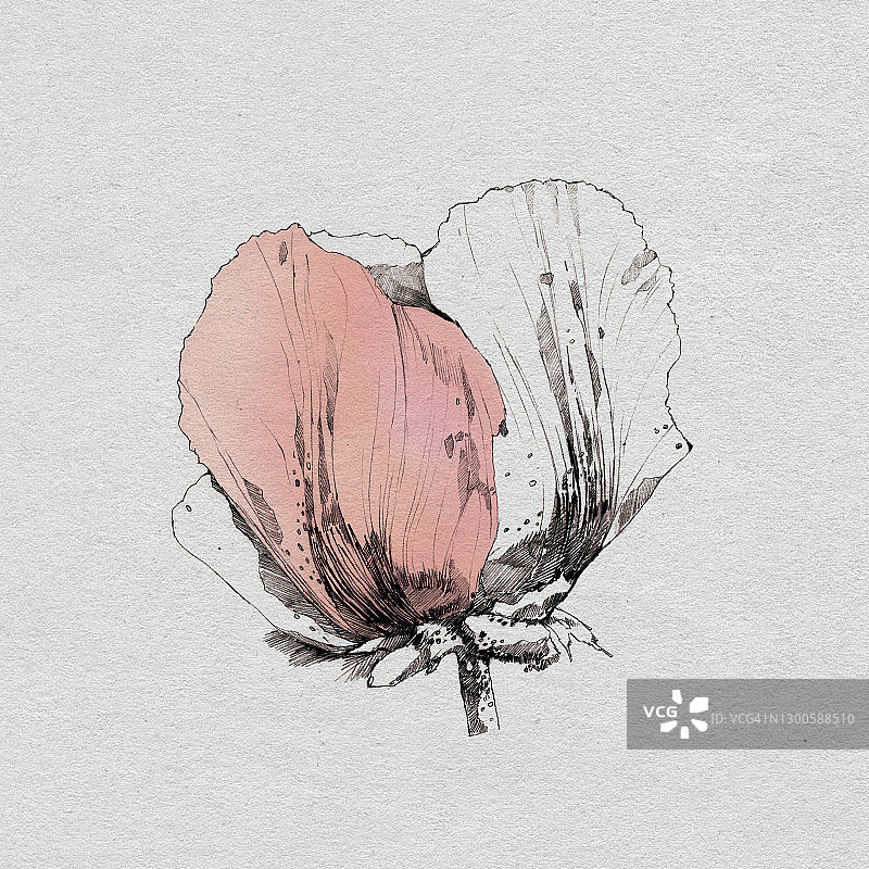 玫瑰插画图片素材