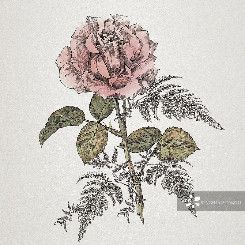 玫瑰插画图片素材