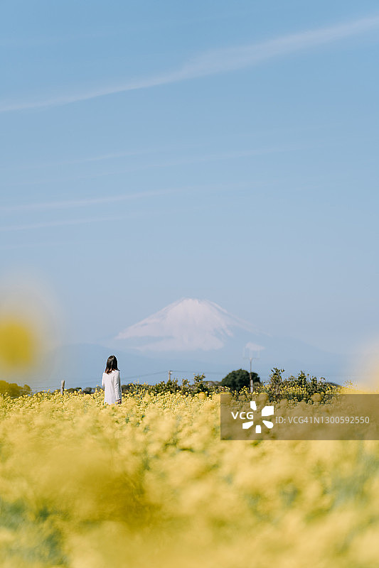 油菜花田中眺望富士山的女人图片素材