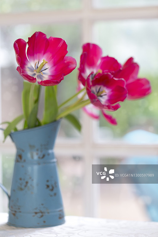 复古蓝色喷壶里的红色郁金香图片素材