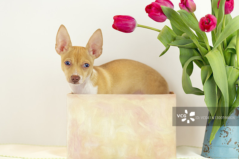 装在盒子里的吉娃娃幼犬和红色郁金香图片素材