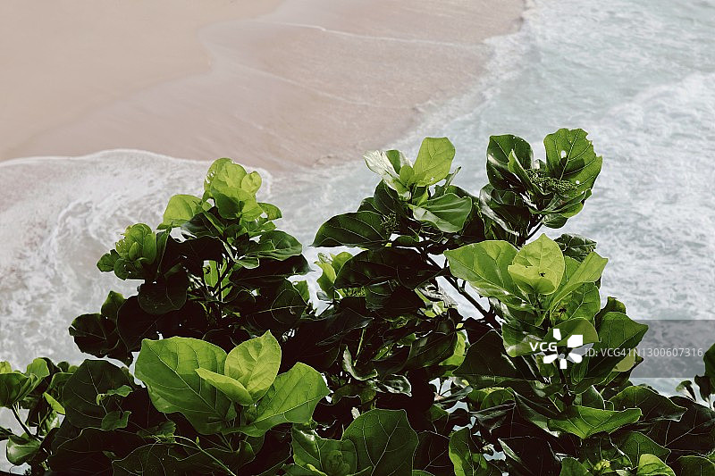 海滩上绿叶的特写图片素材