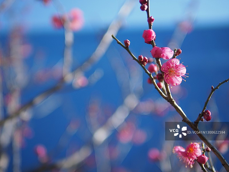 深粉色梅花枝图片素材
