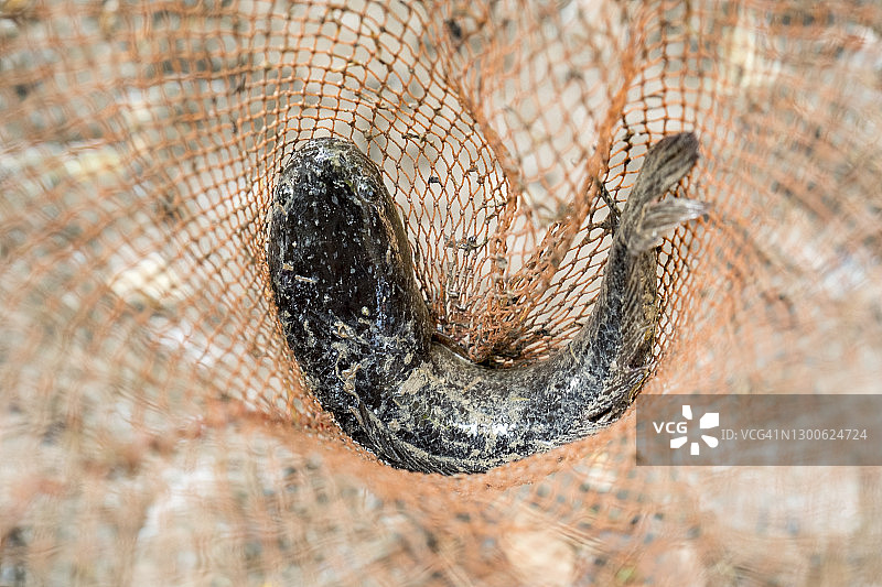 网中乌鳢鱼的俯视照片图片素材