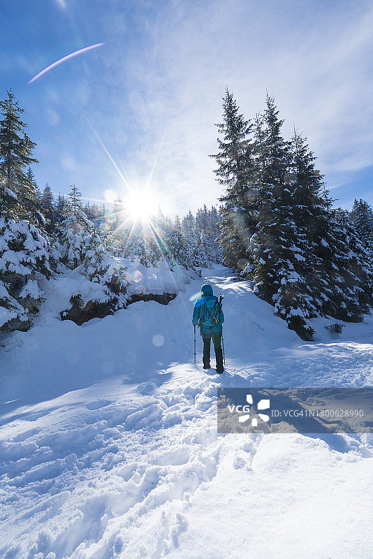 在阳光明媚的白色雪林中徒步旅行的中年妇女的背影图片素材