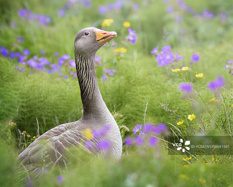 绿草地灰雁精美肖像图片素材