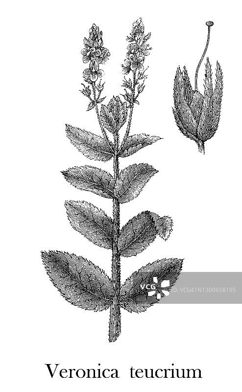 婆婆纳、雀眼和蓝婆婆纳（学名：Veronica teucrium）的古老雕刻插图图片素材