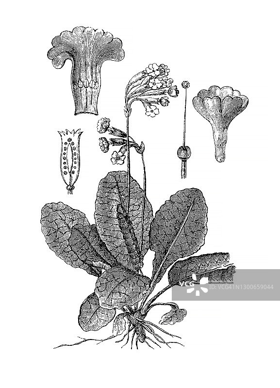 报春花古老雕刻插图图片素材