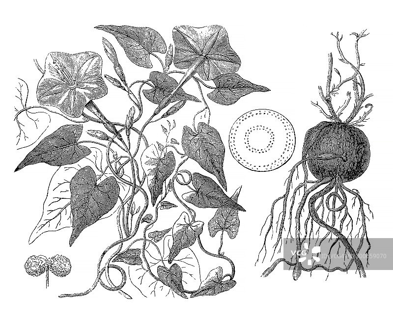 Jalap（Ipomoea purga）的古老雕刻插图图片素材