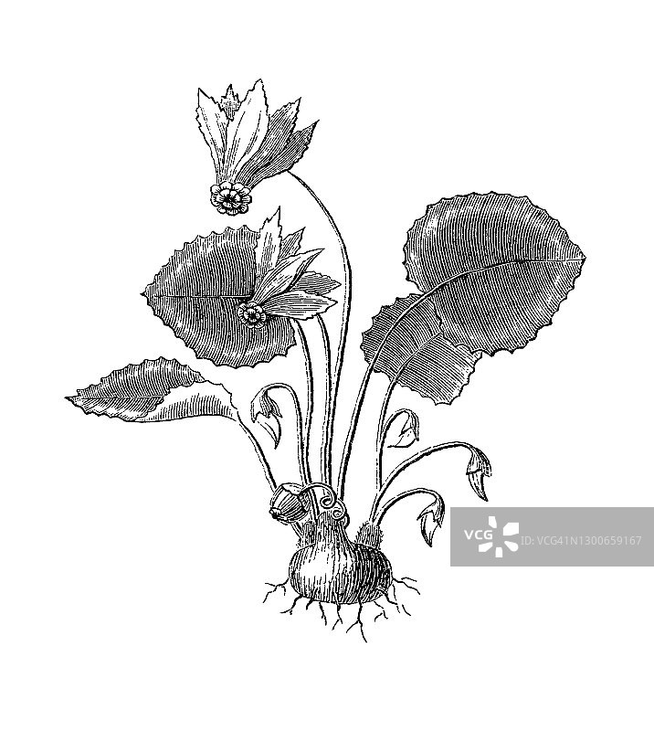 仙客来古版画插图图片素材