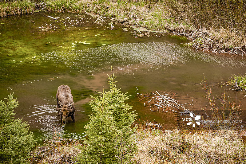 清晨驼鹿在河湾饮水的景色图片素材
