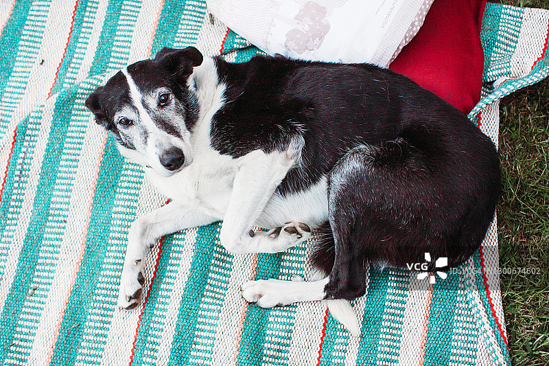 老年犬躺在地上条纹毯子上看着相机图片素材