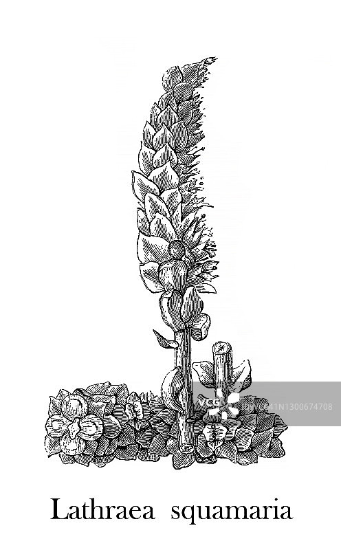 普通齿草（Lathraea squamaria）的老式雕刻插图图片素材