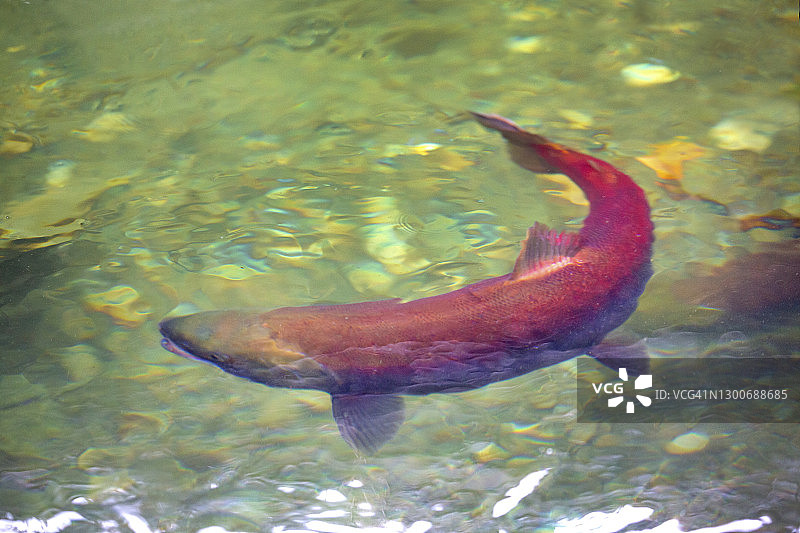 河中鲑鱼图片素材