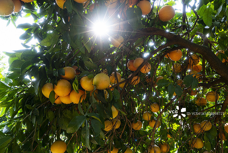 树上的新鲜有机葡萄柚图片素材