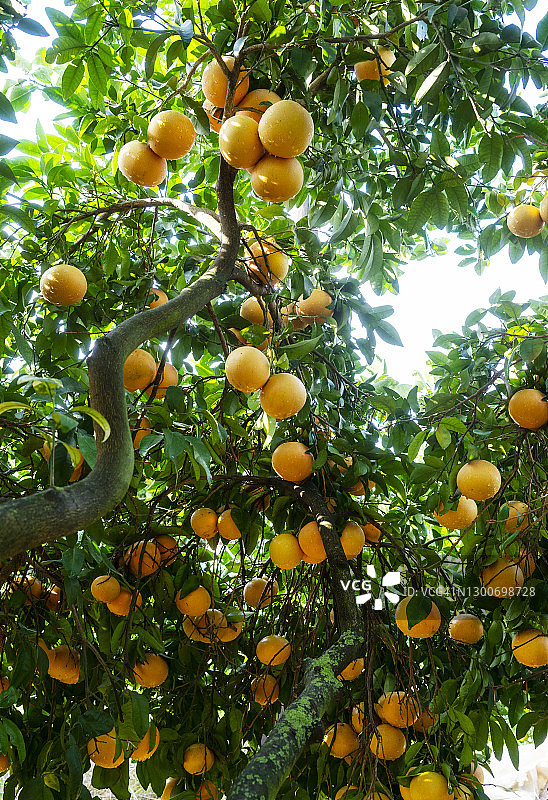 树上的新鲜有机葡萄柚图片素材