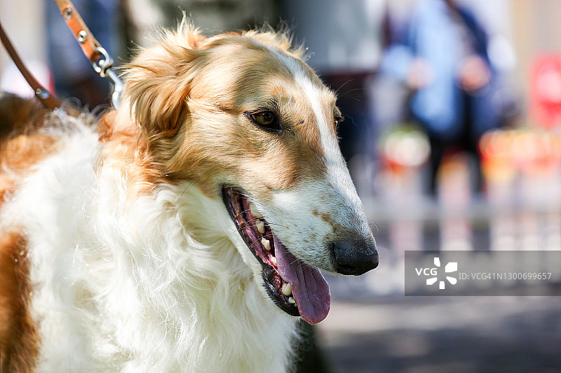 俄罗斯猎狼犬最初在俄罗斯被培育为猎犬图片素材
