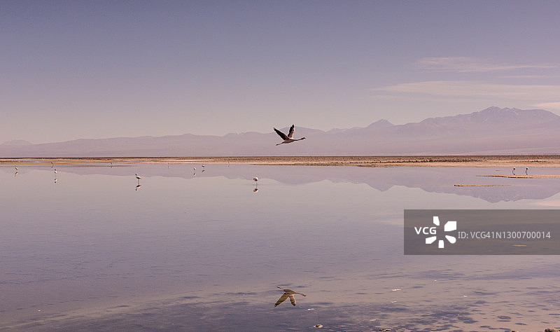火烈鸟飞越智利阿塔卡玛盐湖的查克萨泻湖图片素材