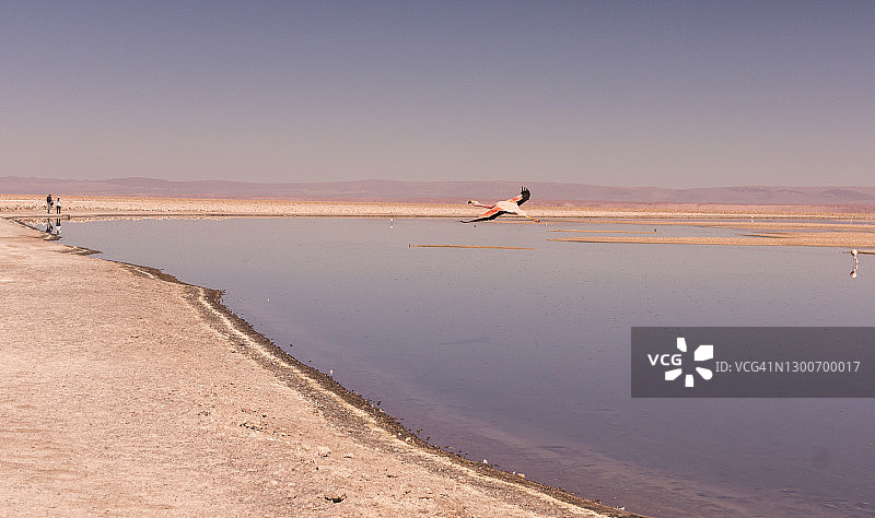 飞越智利阿塔卡马盐湖查克萨泻湖的火烈鸟图片素材