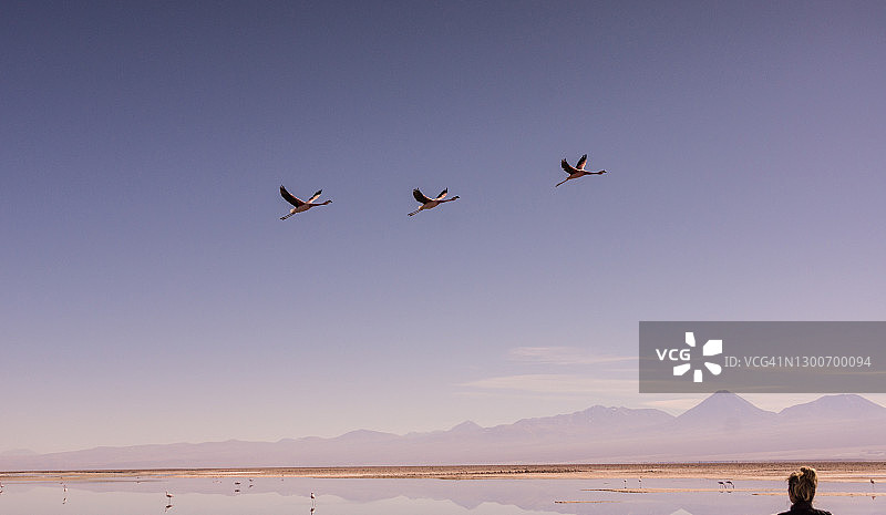 三只火烈鸟飞越智利阿塔卡马盐湖的查克萨泻湖图片素材