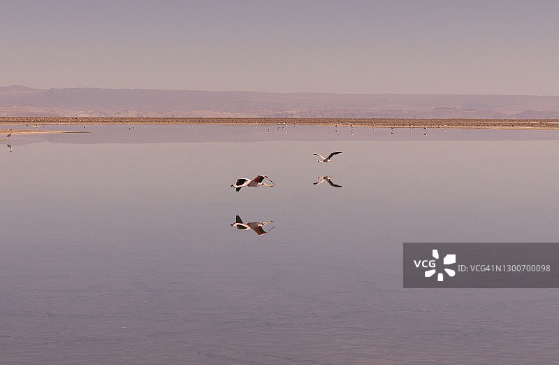 两只安第斯火烈鸟飞越智利阿塔卡马盐湖的查克萨泻湖图片素材