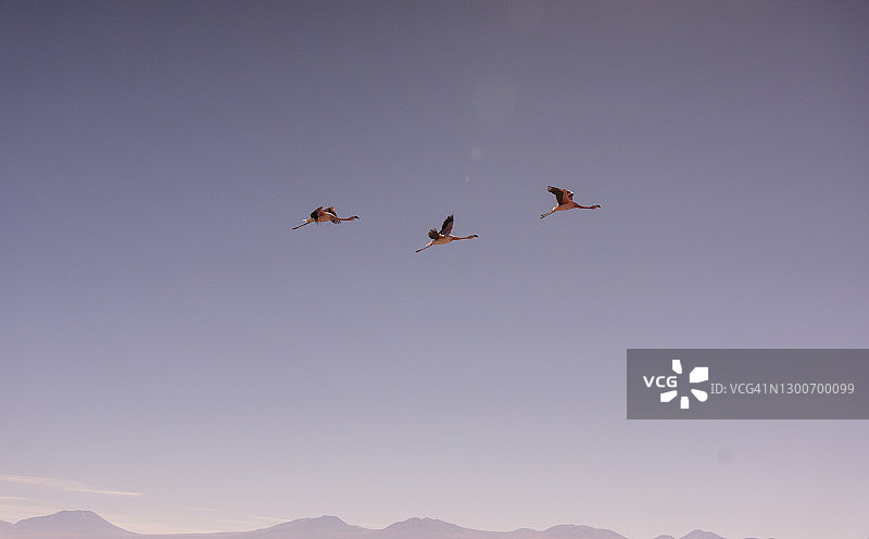 阿塔卡玛盐湖上飞翔的三只火烈鸟，智利图片素材