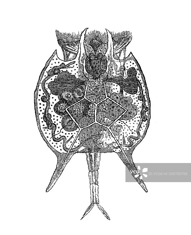 轮虫属浮游生物的古老雕刻插图，常见于淡水、碱性和微咸水图片素材