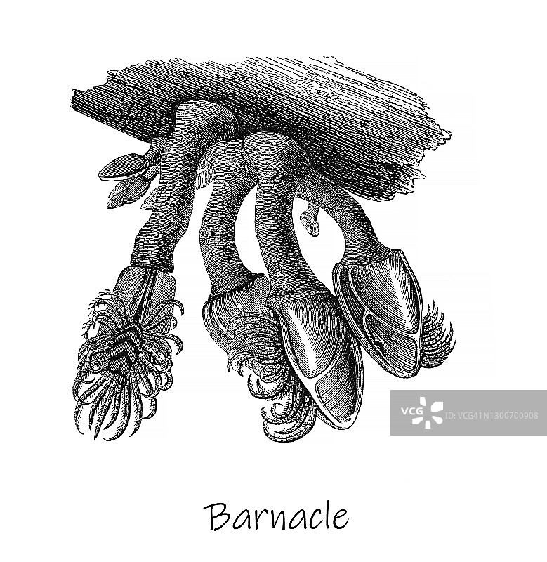 古老的藤壶雕刻插图，节肢动物图片素材