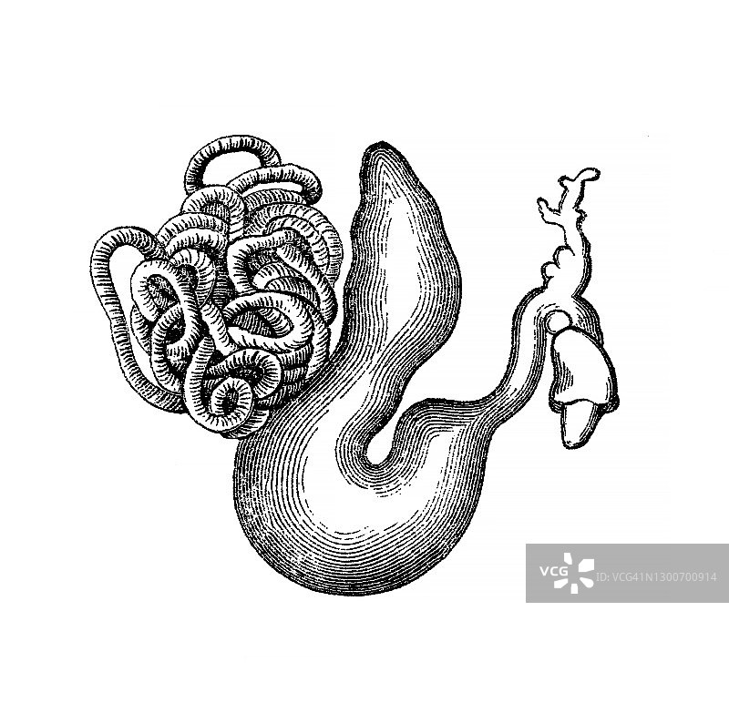 虱状蠕虫古版画图片素材