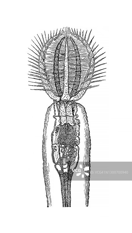 多毛纲动物古老版画图片素材