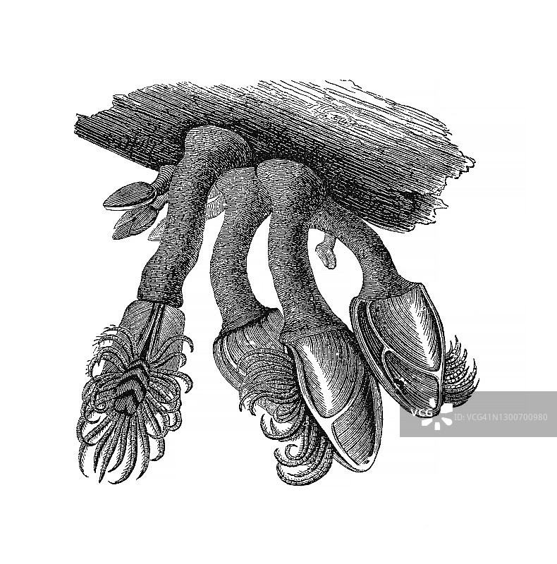 老式雕刻插图：藤壶，节肢动物图片素材