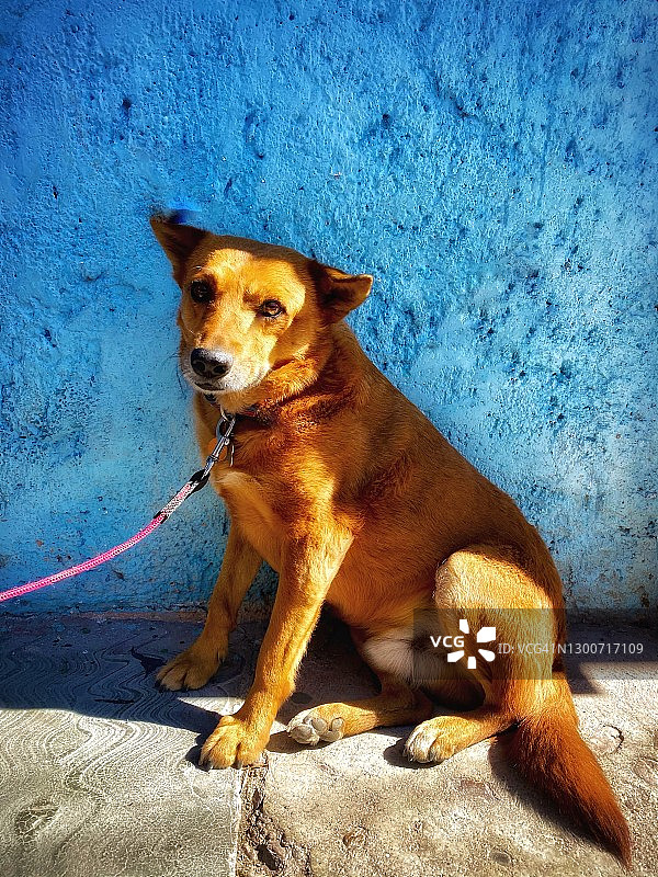 很酷的狗图片素材