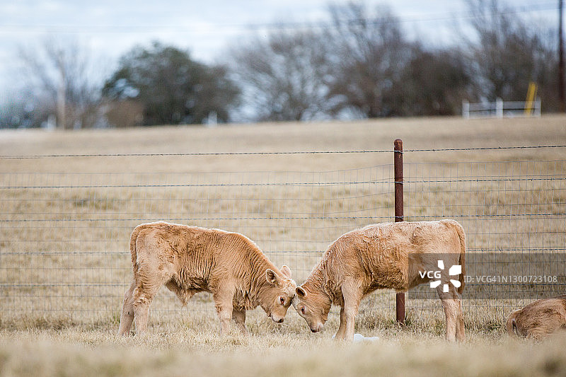 玩耍的牛犊图片素材