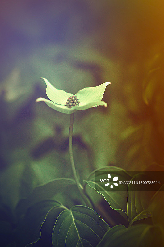 四照花图片素材