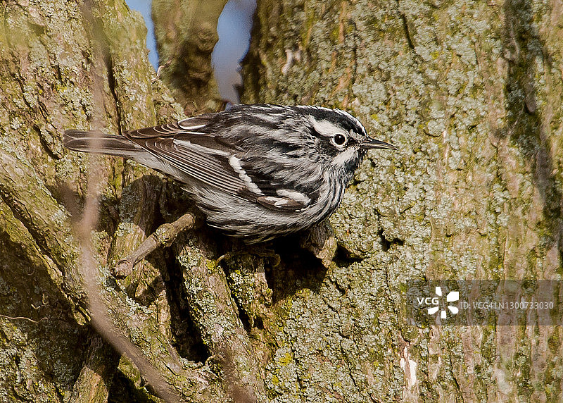 黑白林莺图片素材