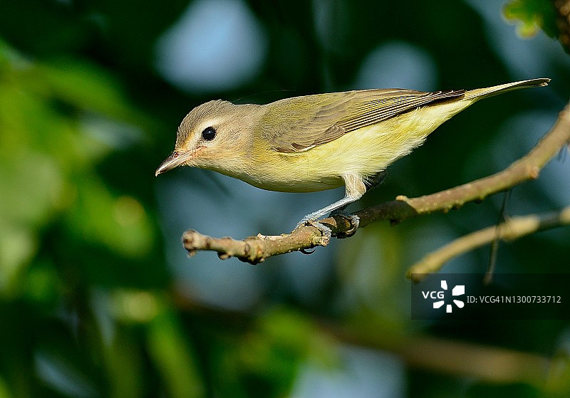 红眼绿鹃图片素材