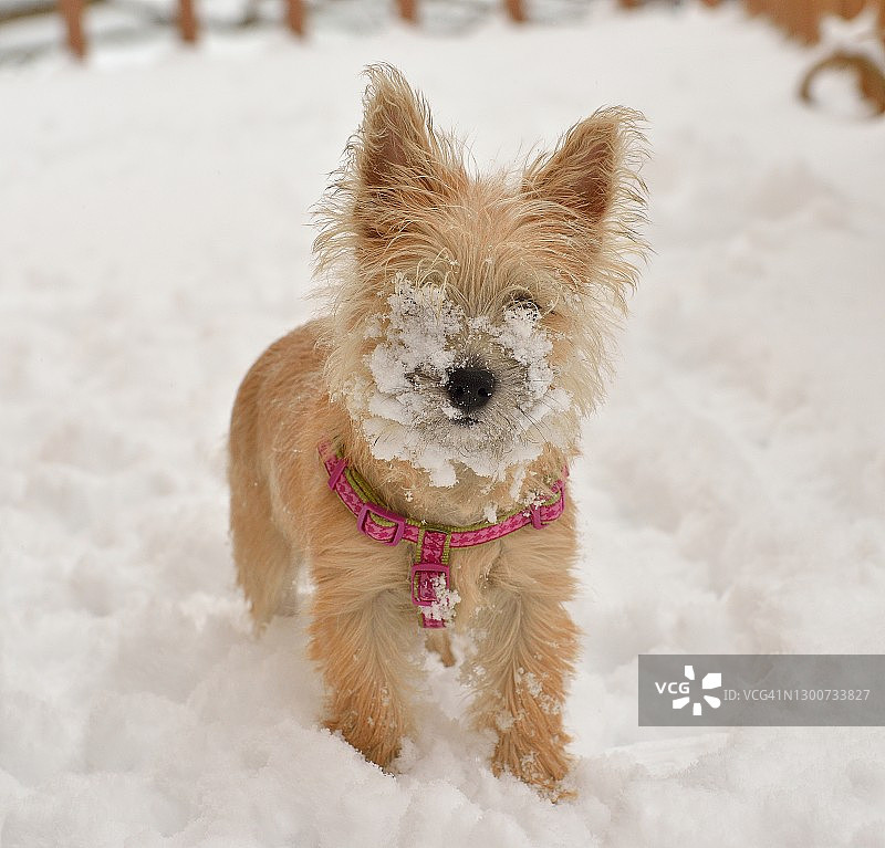 可爱的诺威奇梗犬图片素材