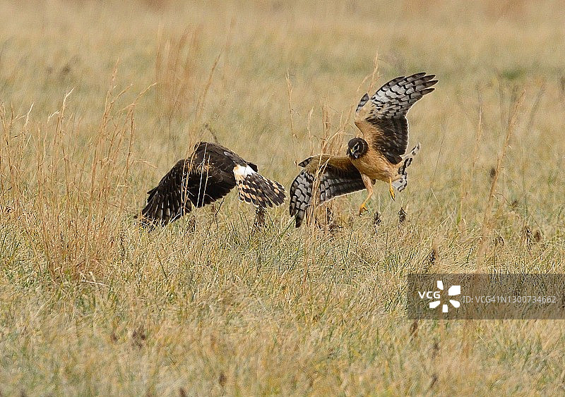 飞行中捕食田鼠的北美鹞图片素材