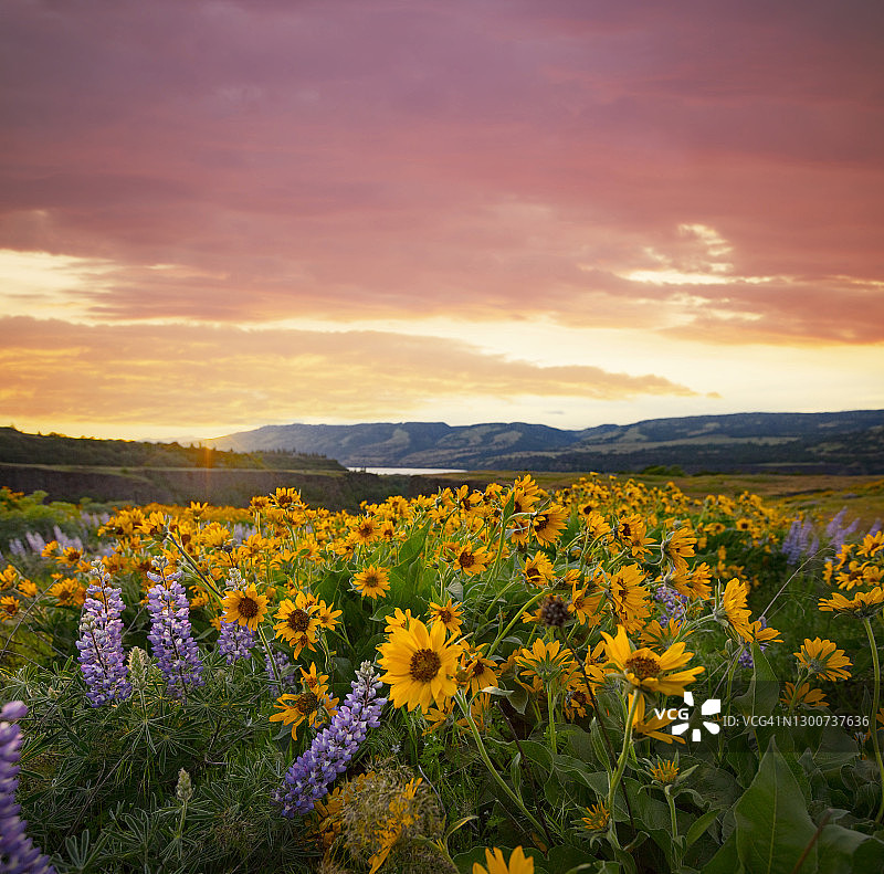 哥伦比亚河峡谷野生花卉图片素材