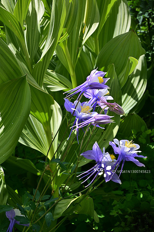 紫色野生耧斗菜与玉米百合的近景图片素材