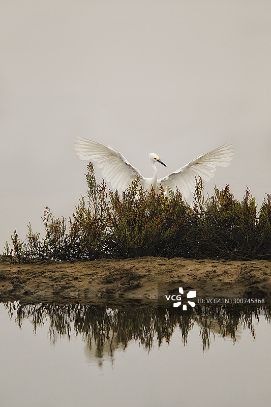 湿地上张开翅膀的白鹭图片素材