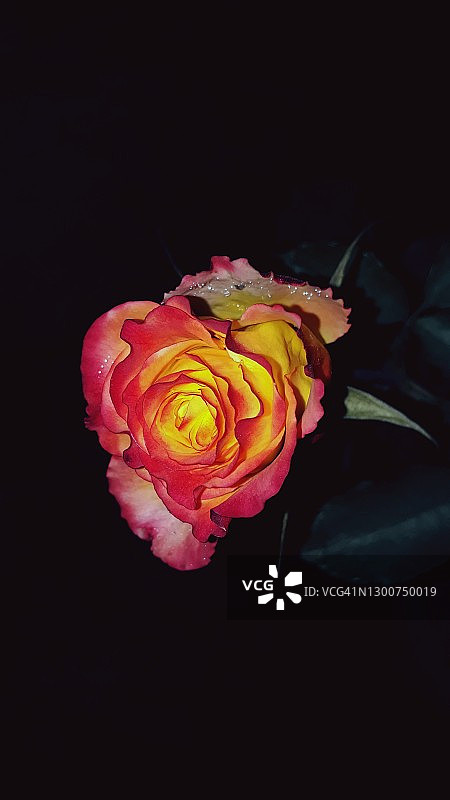 黄红玫瑰夜景照图片素材