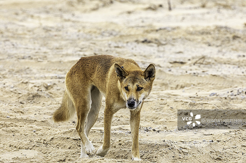 弗雷泽岛的澳洲野犬图片素材