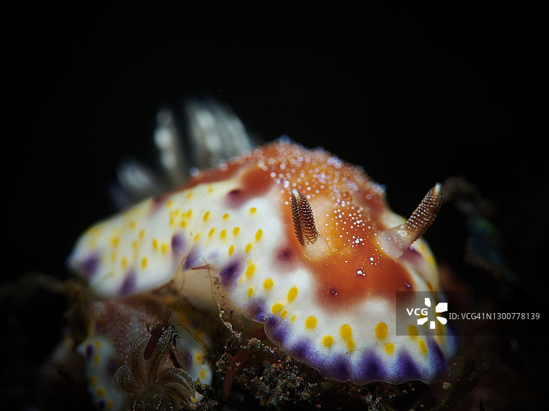 科林伍德多彩海蛞蝓图片素材