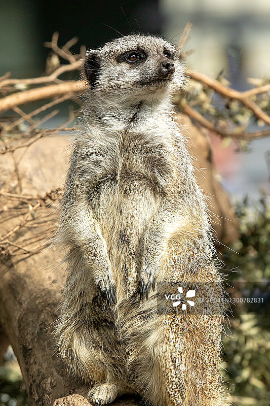 警戒中的猫鼬图片素材